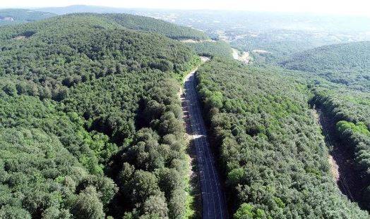 Sudaki orman. Dünyanın sayılı ormanlarından biri Türkiye’de 12